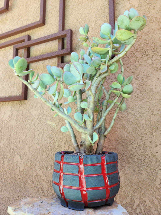 Crassula arborescens - Silver Dollar Jade