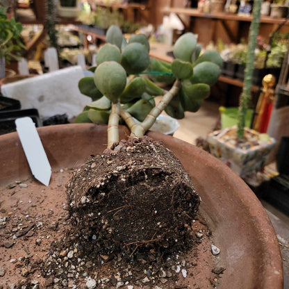 Crassula arborescens - Silver Dollar Jade