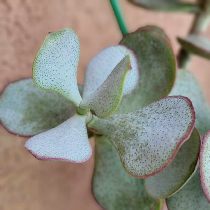 Crassula arborescens - Silver Dollar Jade