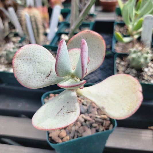 Crassula arborescens - Silver Dollar Jade