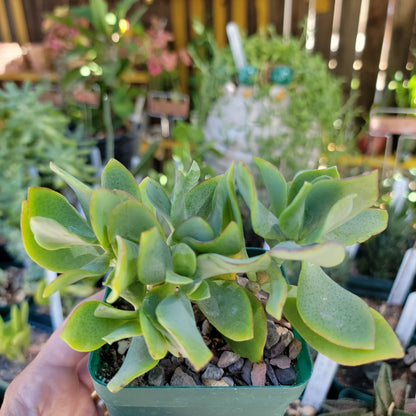 Crassula arborescens undulatifolia - Ripple Jade