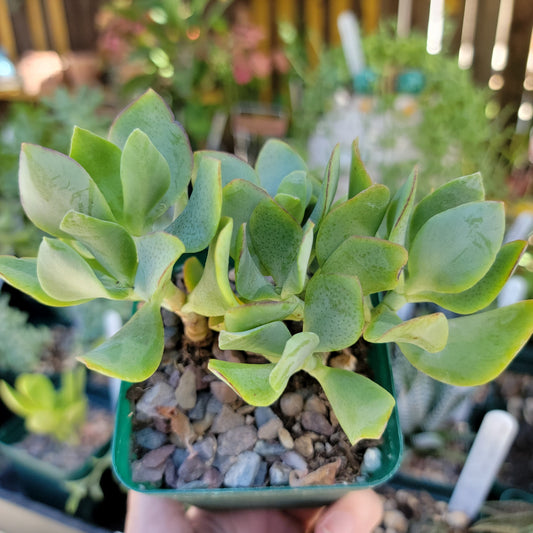 Crassula arborescens undulatifolia - Ripple Jade