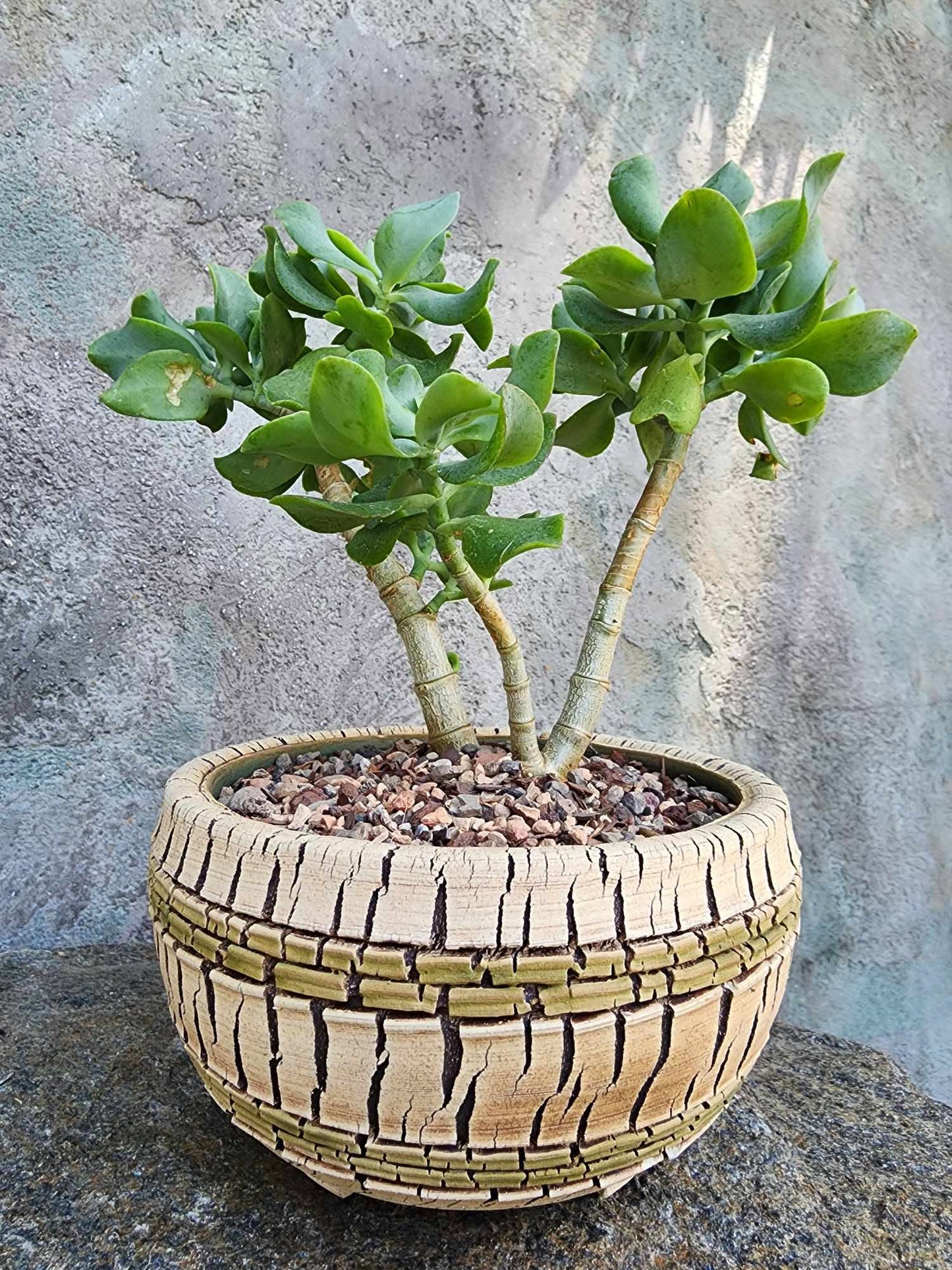 Crassula arborescens undulatifolia - Ripple Jade Tree