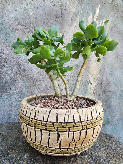 Crassula arborescens undulatifolia - Ripple Jade Tree