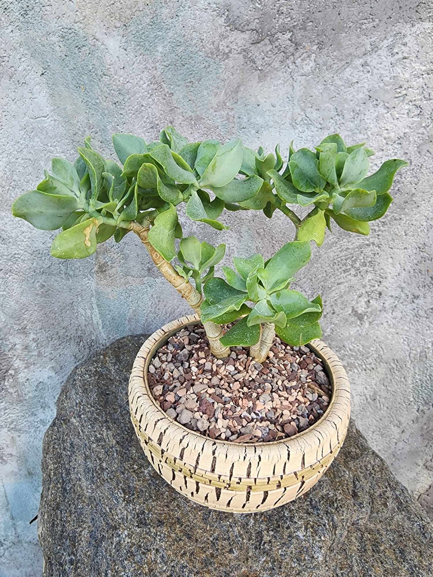 Crassula arborescens undulatifolia - Ripple Jade Tree