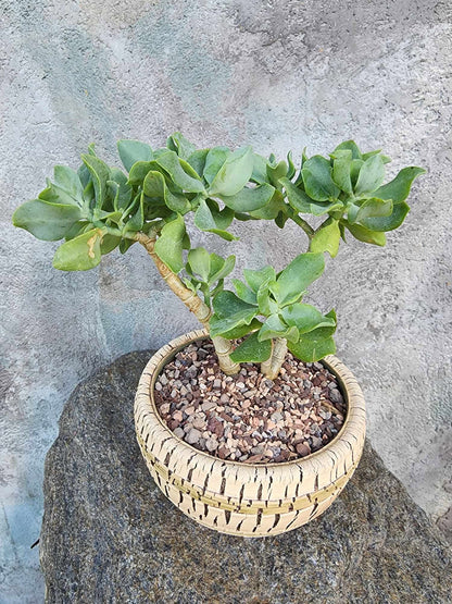 Crassula arborescens undulatifolia - Ripple Jade Tree