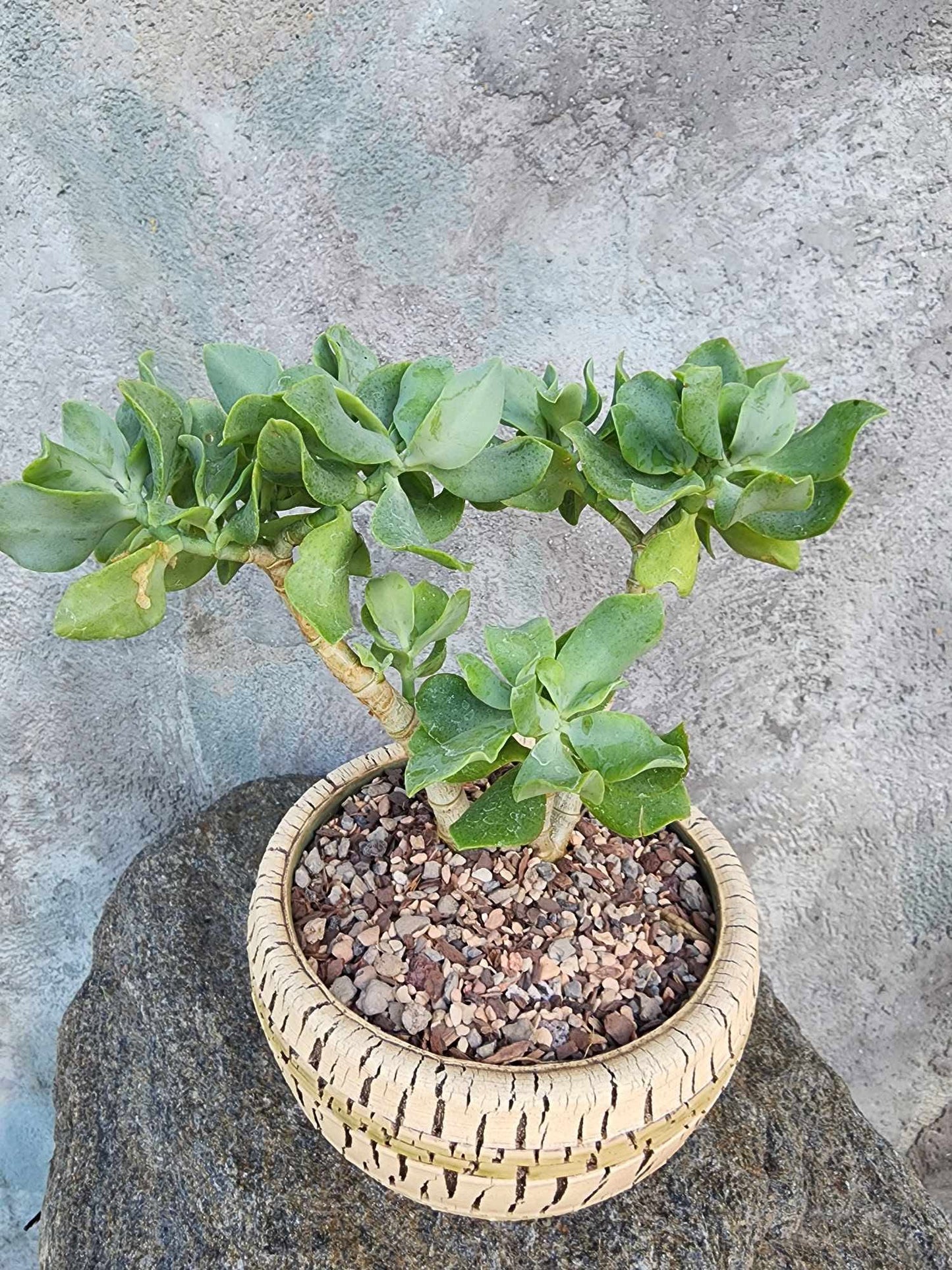 Crassula arborescens undulatifolia - Ripple Jade Tree