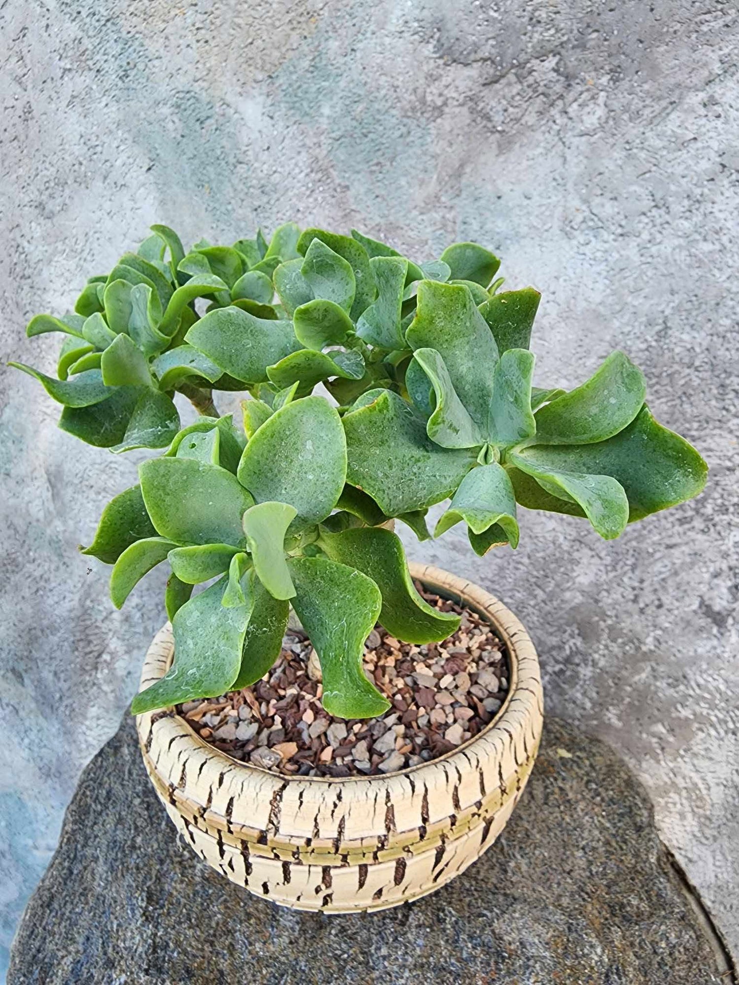 Crassula arborescens undulatifolia - Ripple Jade Tree