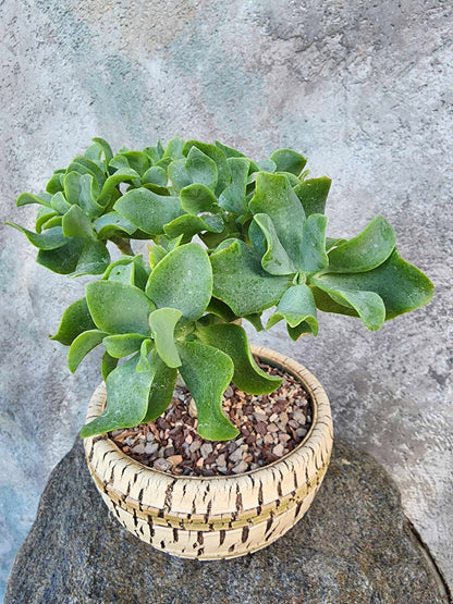 Crassula arborescens undulatifolia - Ripple Jade Tree