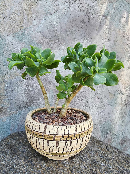Crassula arborescens undulatifolia - Ripple Jade Tree