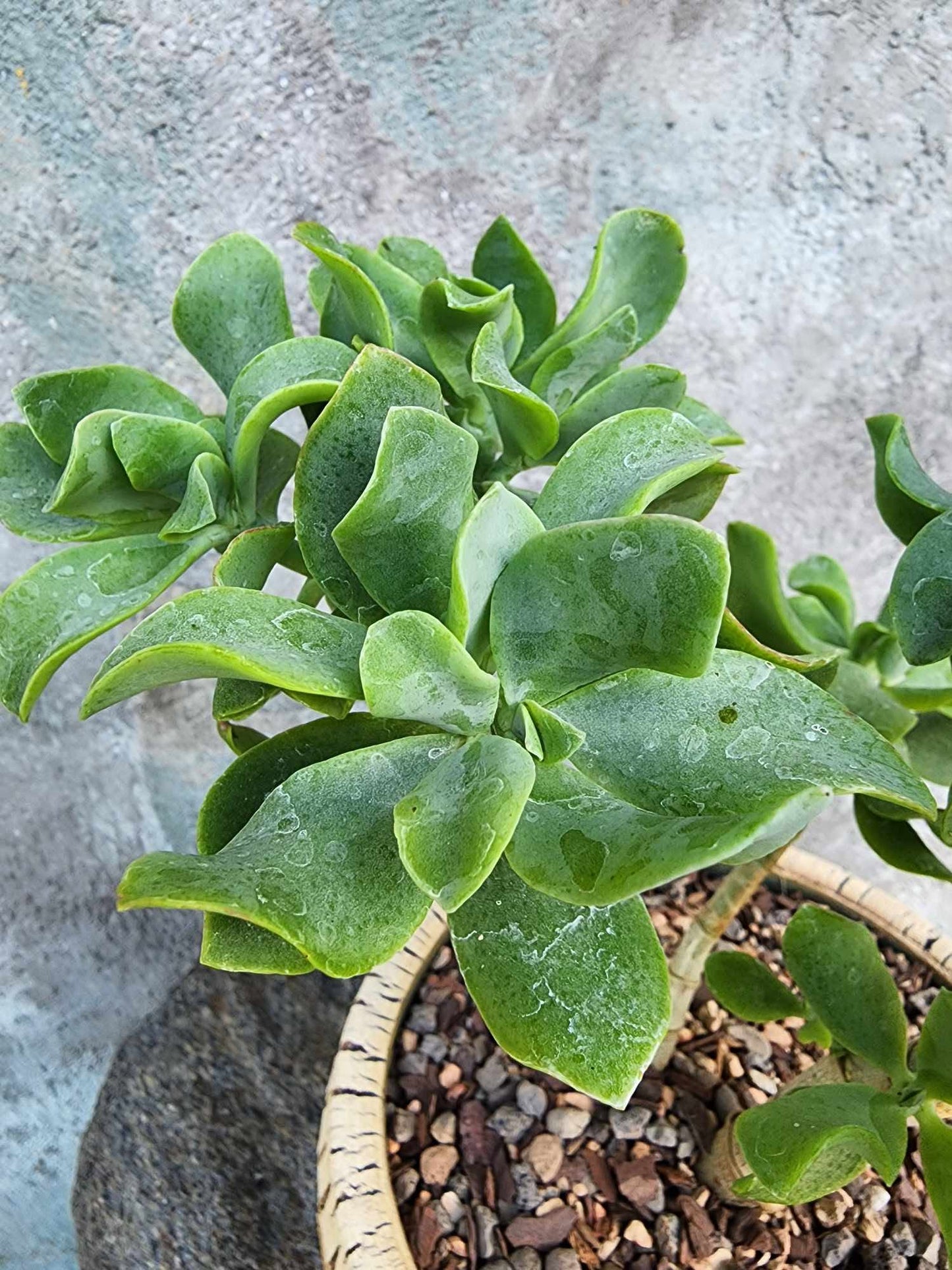 Crassula arborescens undulatifolia - Ripple Jade Tree