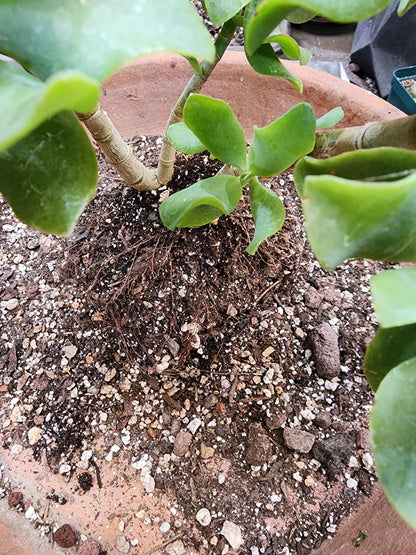 Crassula arborescens undulatifolia - Ripple Jade Tree