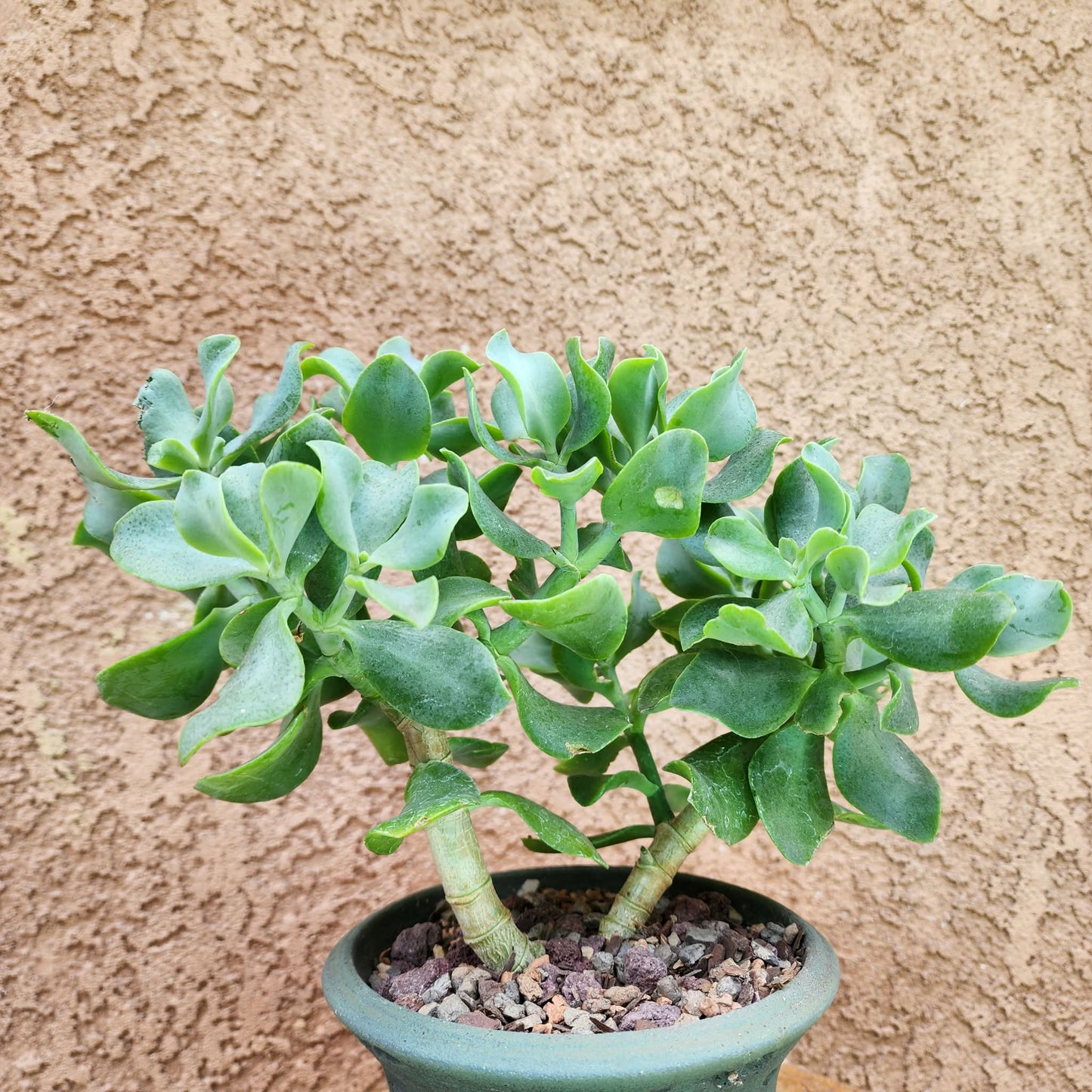 Crassula arborescens undulatifolia - Ripple Jade Tree