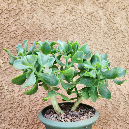 Crassula arborescens undulatifolia - Ripple Jade Tree