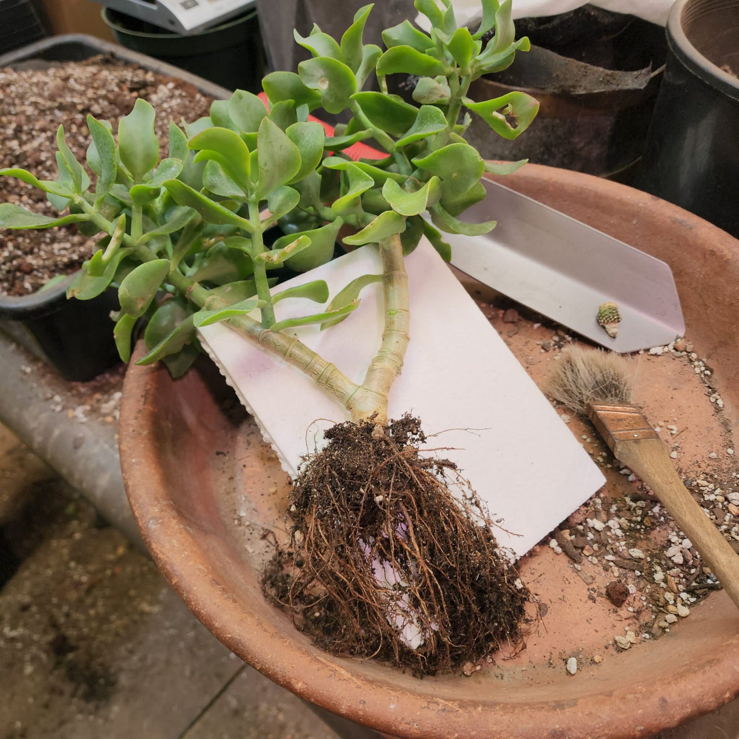Crassula arborescens undulatifolia - Ripple Jade Tree