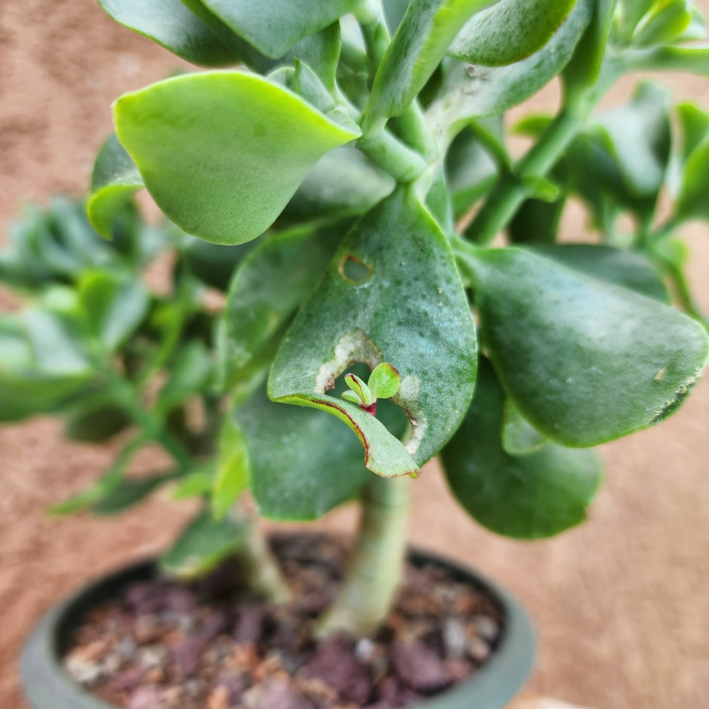 Crassula arborescens undulatifolia - Ripple Jade Tree