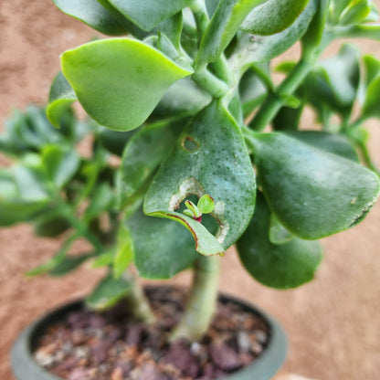 Crassula arborescens undulatifolia - Ripple Jade Tree