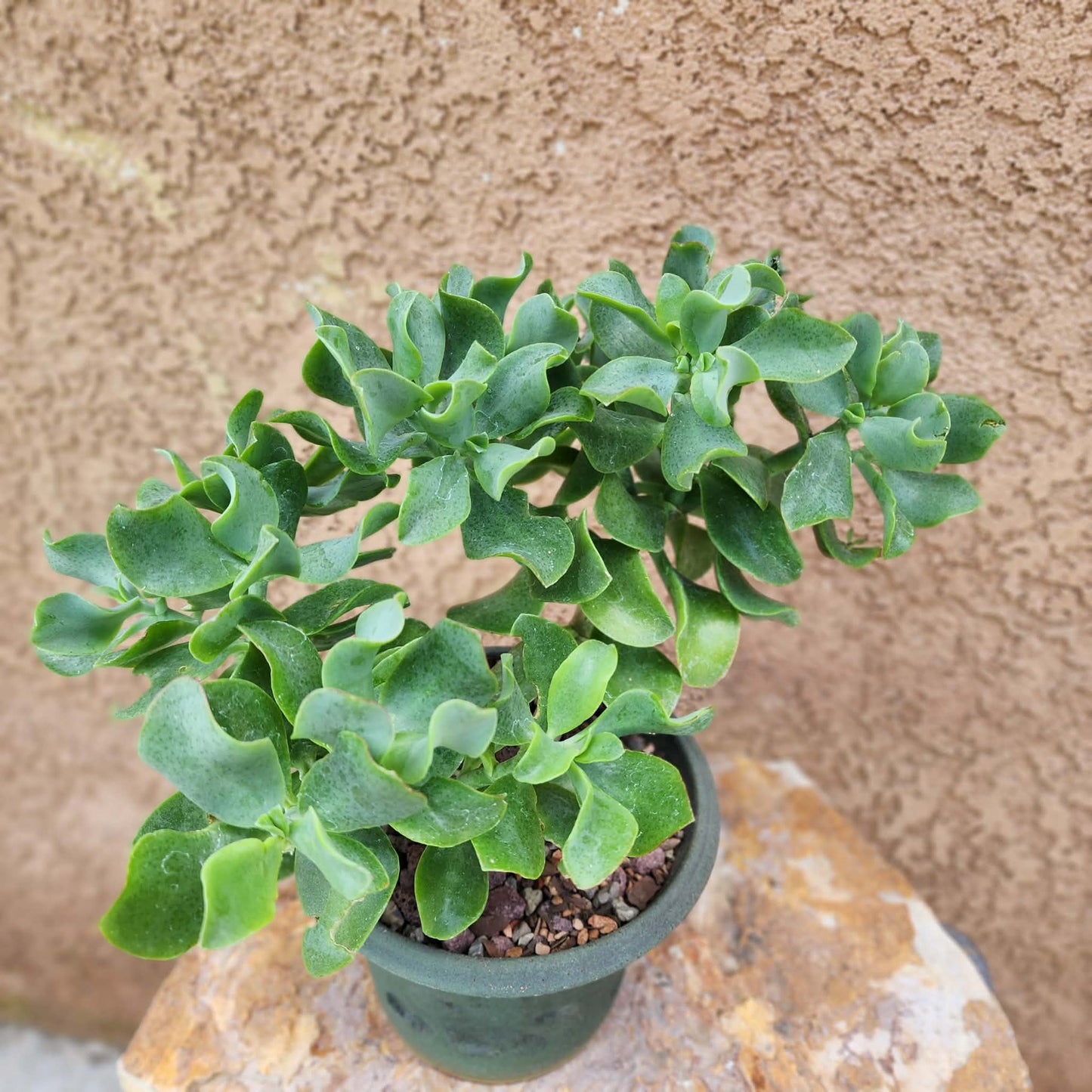 Crassula arborescens undulatifolia - Ripple Jade Tree
