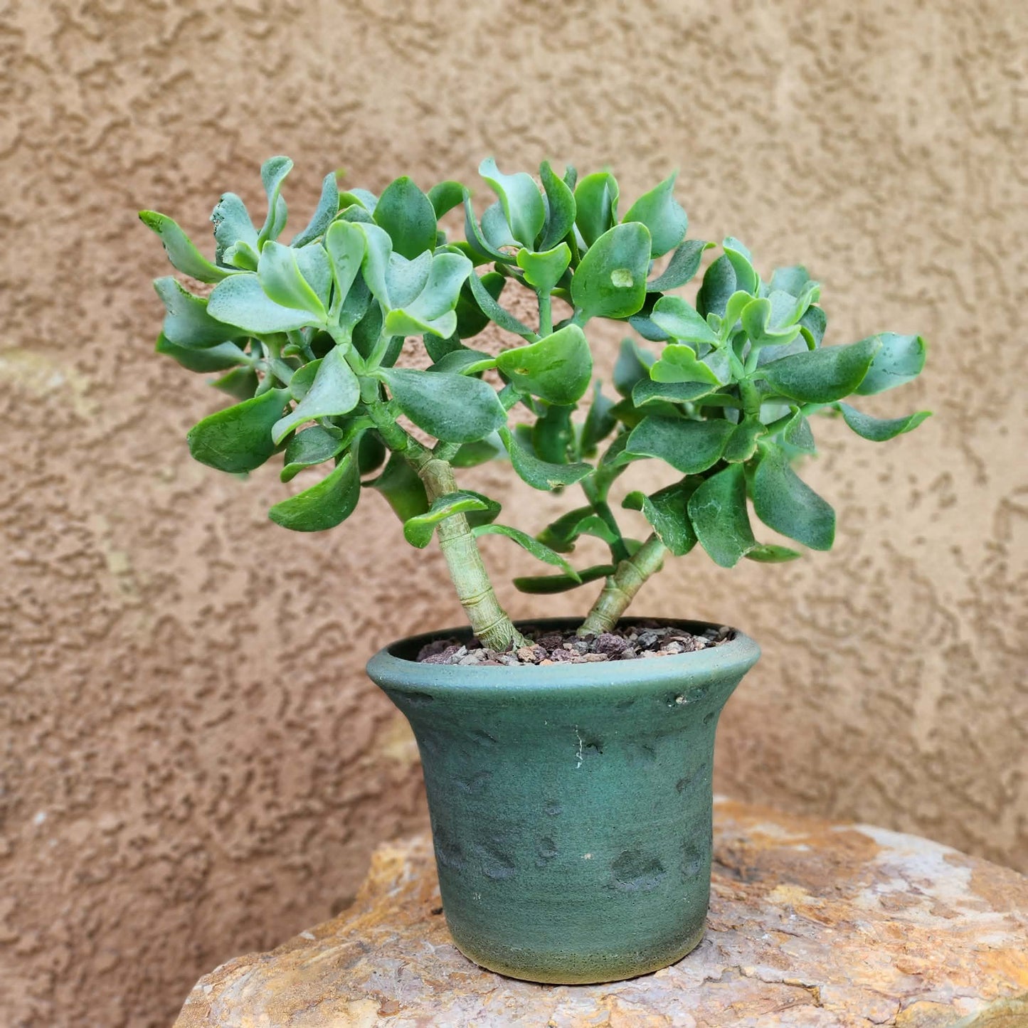 Crassula arborescens undulatifolia - Ripple Jade Tree