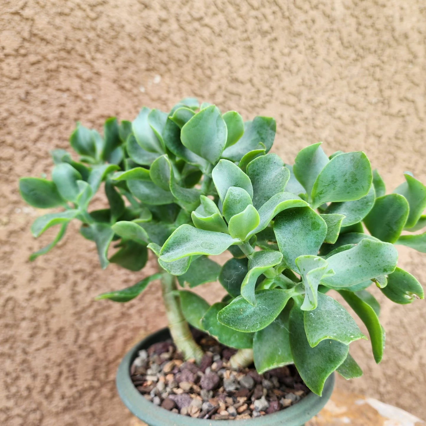 Crassula arborescens undulatifolia - Ripple Jade Tree