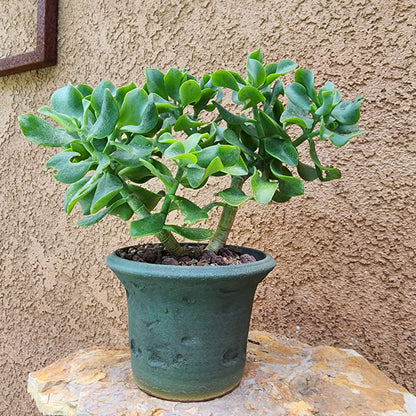Crassula arborescens undulatifolia - Ripple Jade Tree