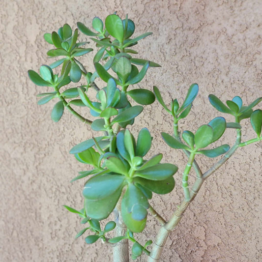 Crassula ovata - Classic Jade Tree