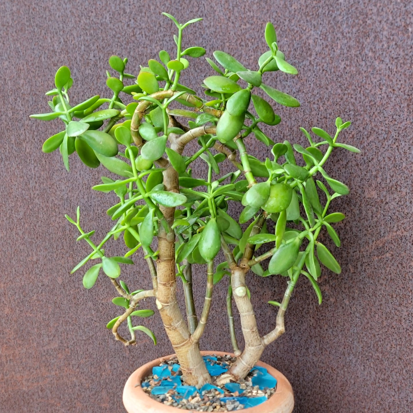 Crassula ovata - Classic Jade Tree