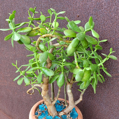 Crassula ovata - Classic Jade Tree