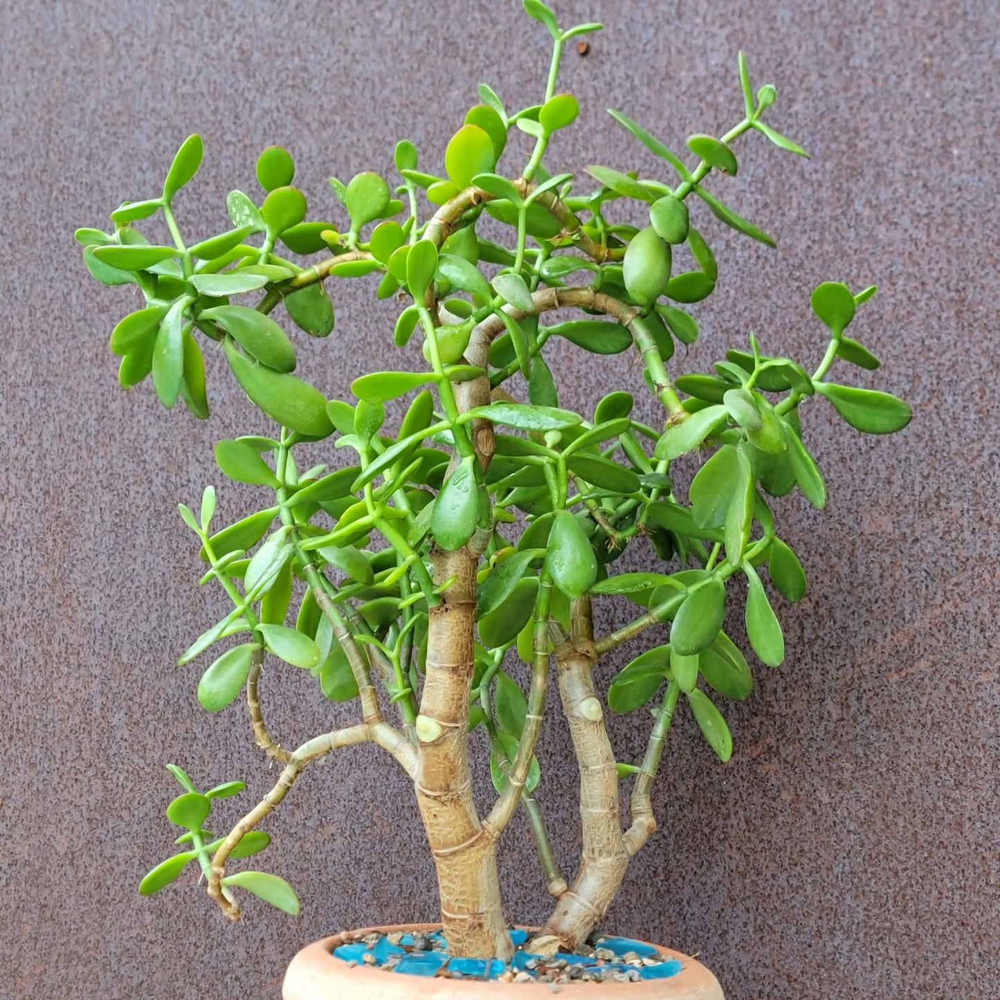 Crassula ovata - Classic Jade Tree