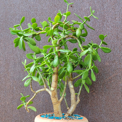 Crassula ovata - Classic Jade Tree