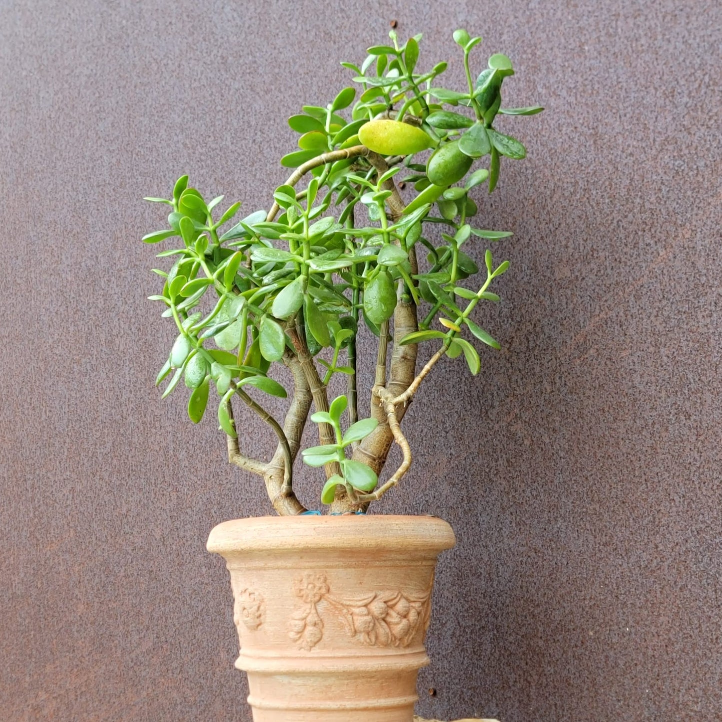 Crassula ovata - Classic Jade Tree