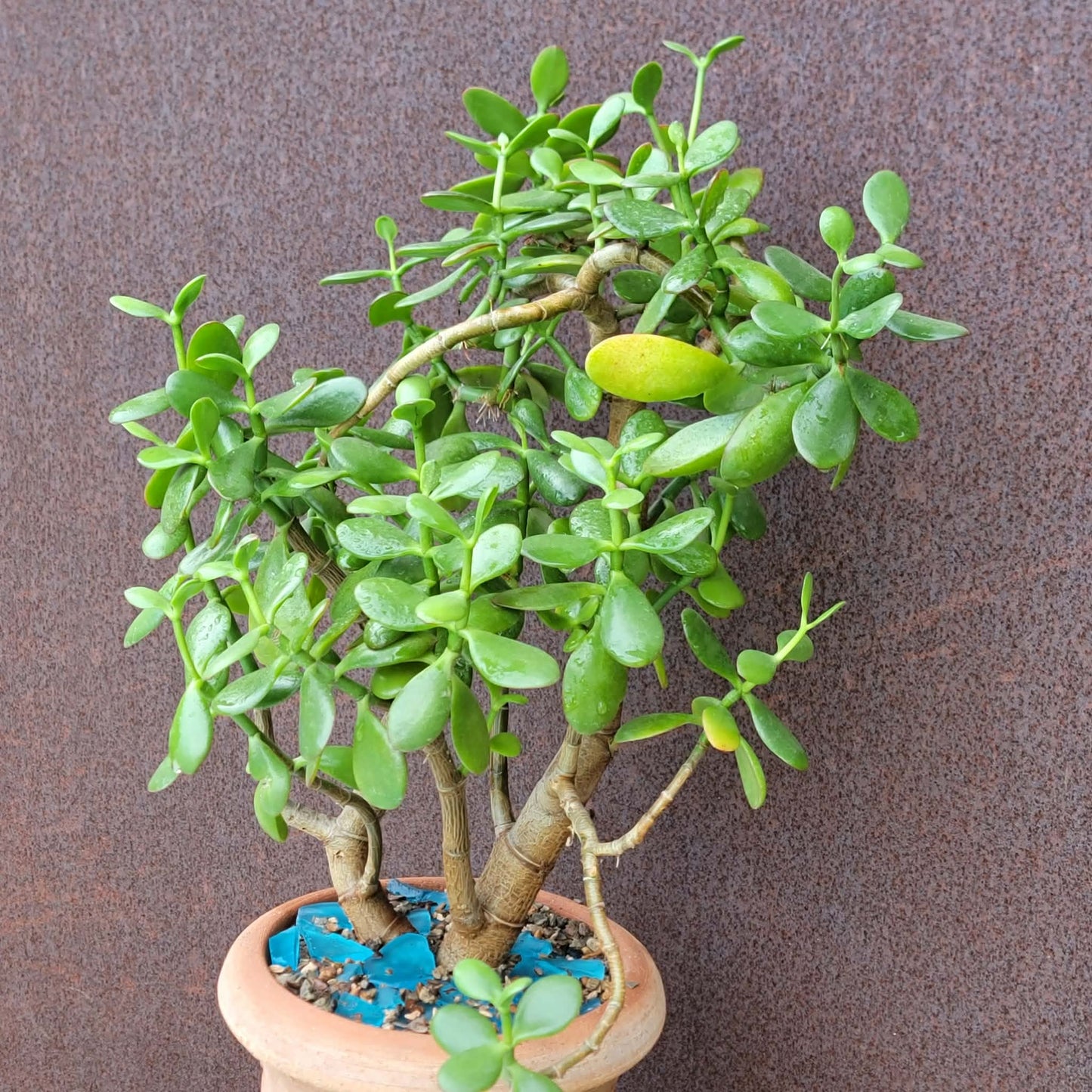 Crassula ovata - Classic Jade Tree