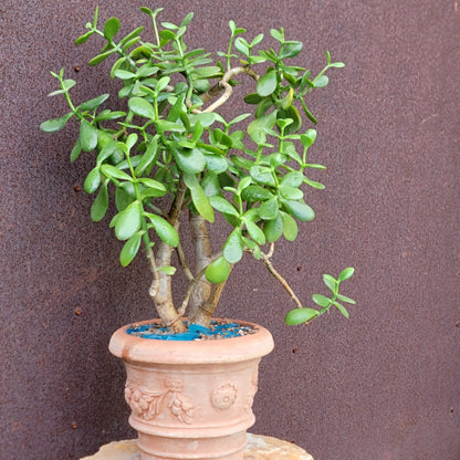 Crassula ovata - Classic Jade Tree
