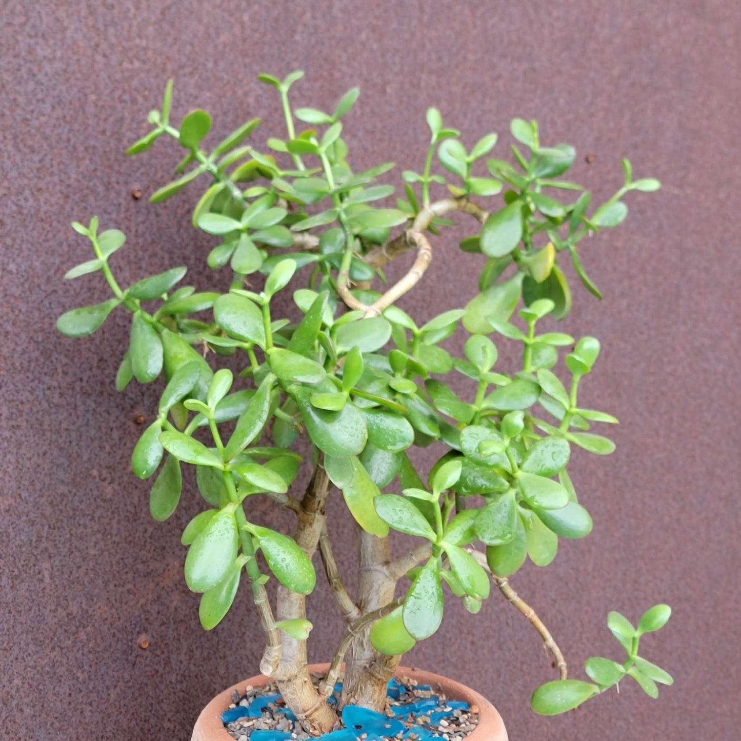 Crassula ovata - Classic Jade Tree