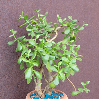 Crassula ovata - Classic Jade Tree