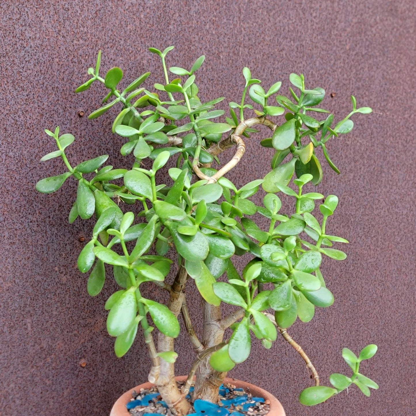 Crassula ovata - Classic Jade Tree