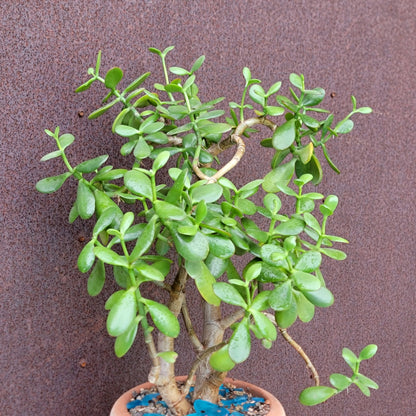 Crassula ovata - Classic Jade Tree