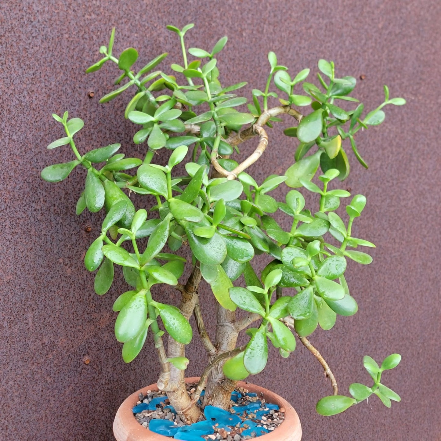 Crassula ovata - Classic Jade Tree