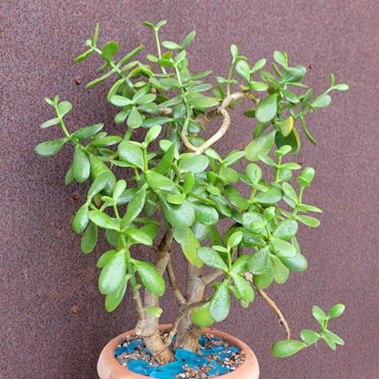Crassula ovata - Classic Jade Tree