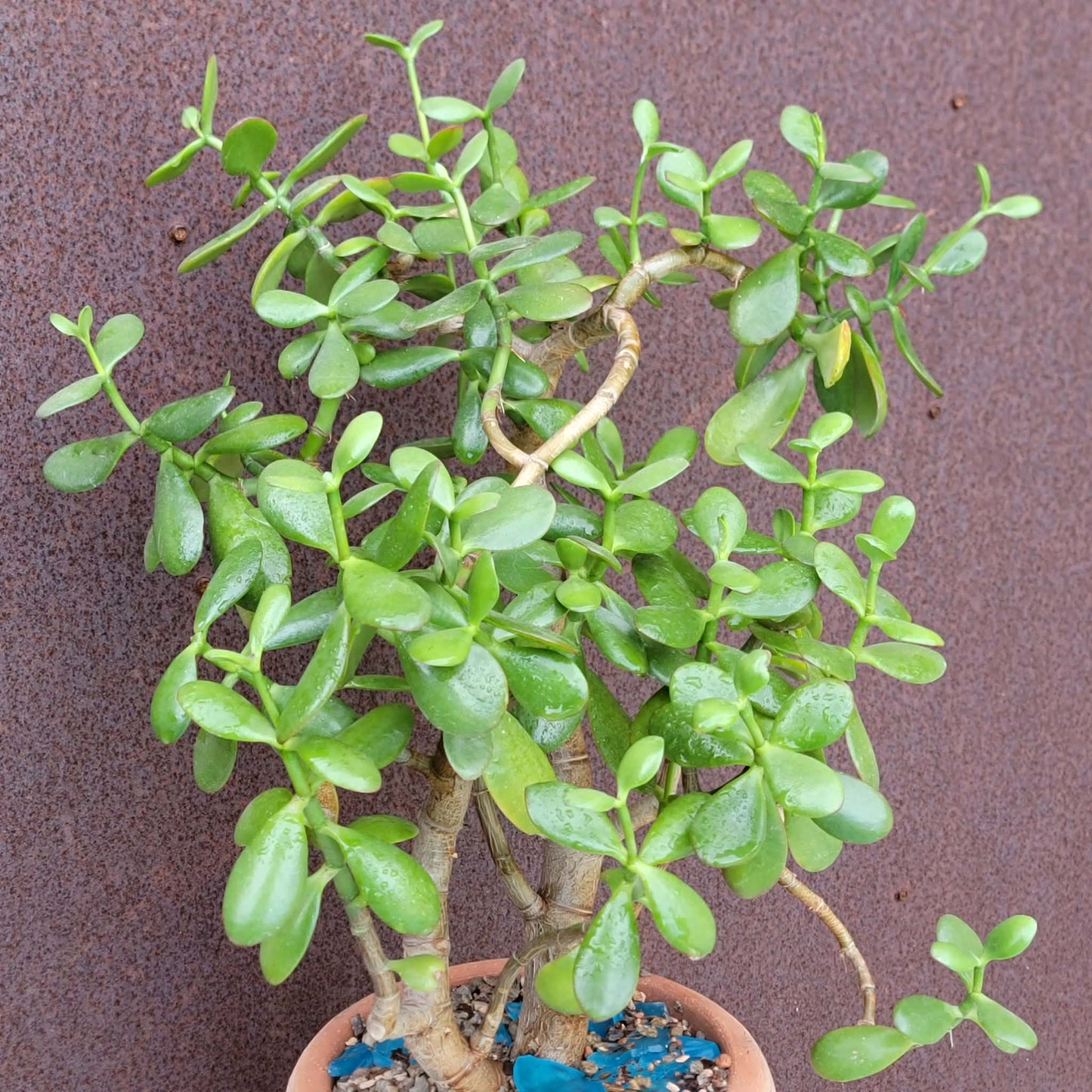 Crassula ovata - Classic Jade Tree