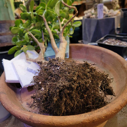 Crassula ovata - Classic Jade Tree