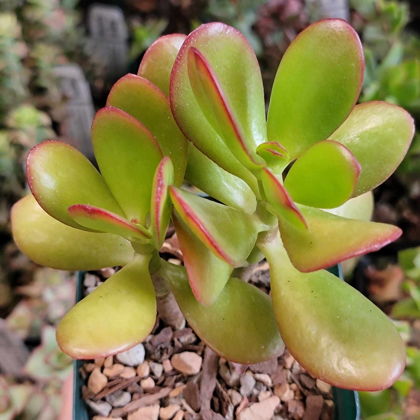 Crassula ovata - Crassula Ovata Succulent