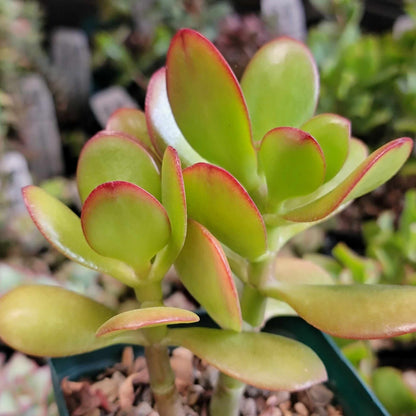 Crassula ovata - Crassula Ovata Succulent