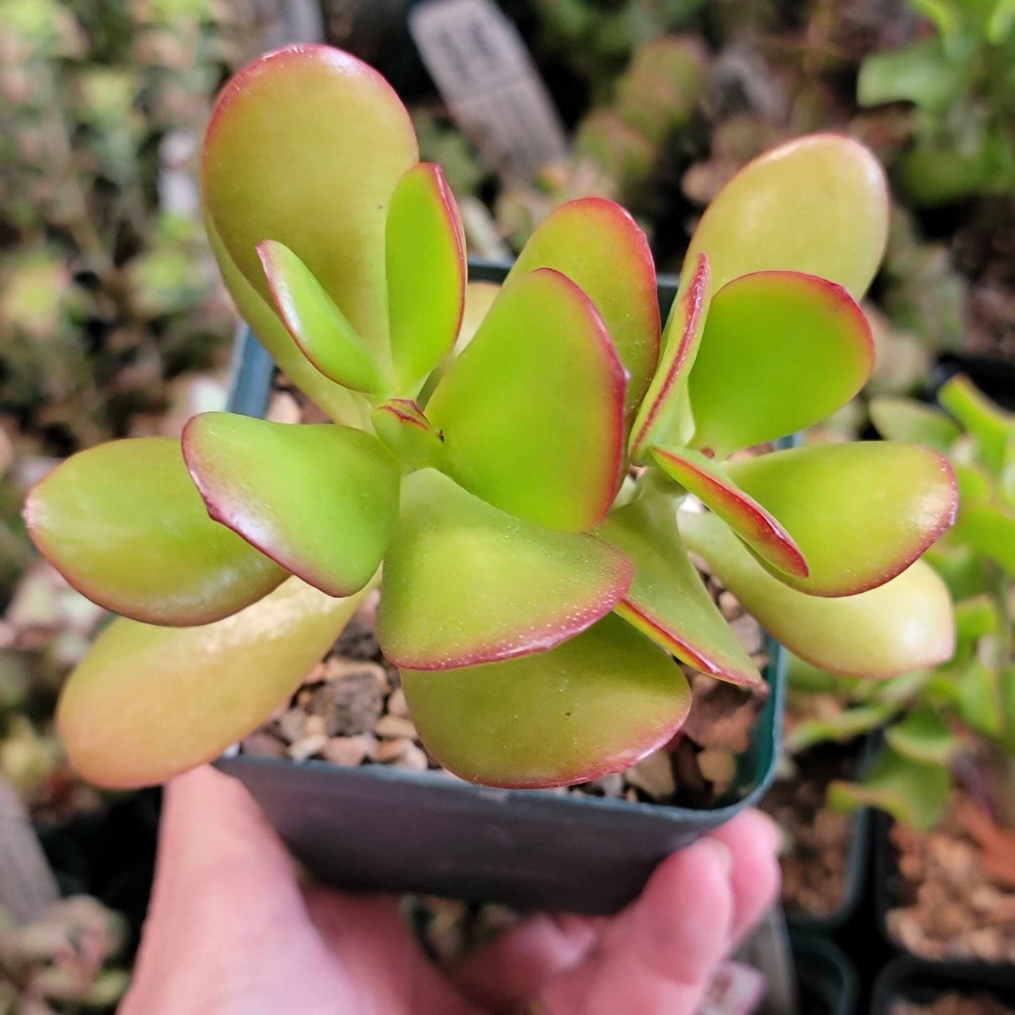 Crassula ovata - Crassula Ovata Succulent