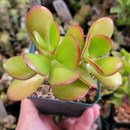 Crassula ovata - Crassula Ovata Succulent