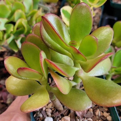 Crassula ovata - Crassula Ovata Succulent