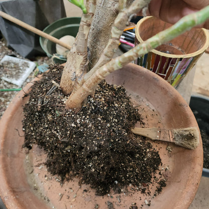 Crassula ovata 'Gollum' - Gollum Jade Tree (Old) - 30" Tall!