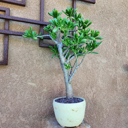 Crassula ovata 'Gollum' - Gollum Jade Tree (Old) - 30" Tall!