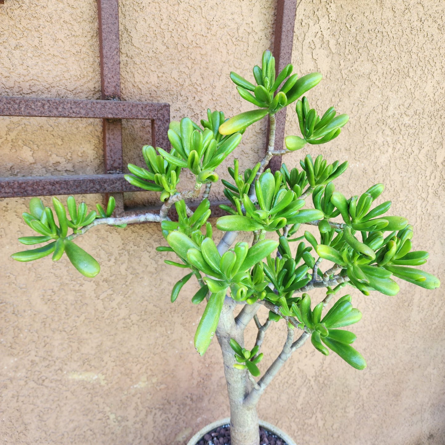 Crassula ovata 'Gollum' - Gollum Jade Tree (Old) - 30" Tall!
