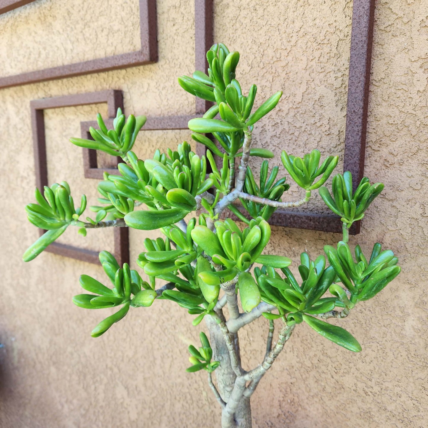 Crassula ovata 'Gollum' - Gollum Jade Tree (Old) - 30" Tall!